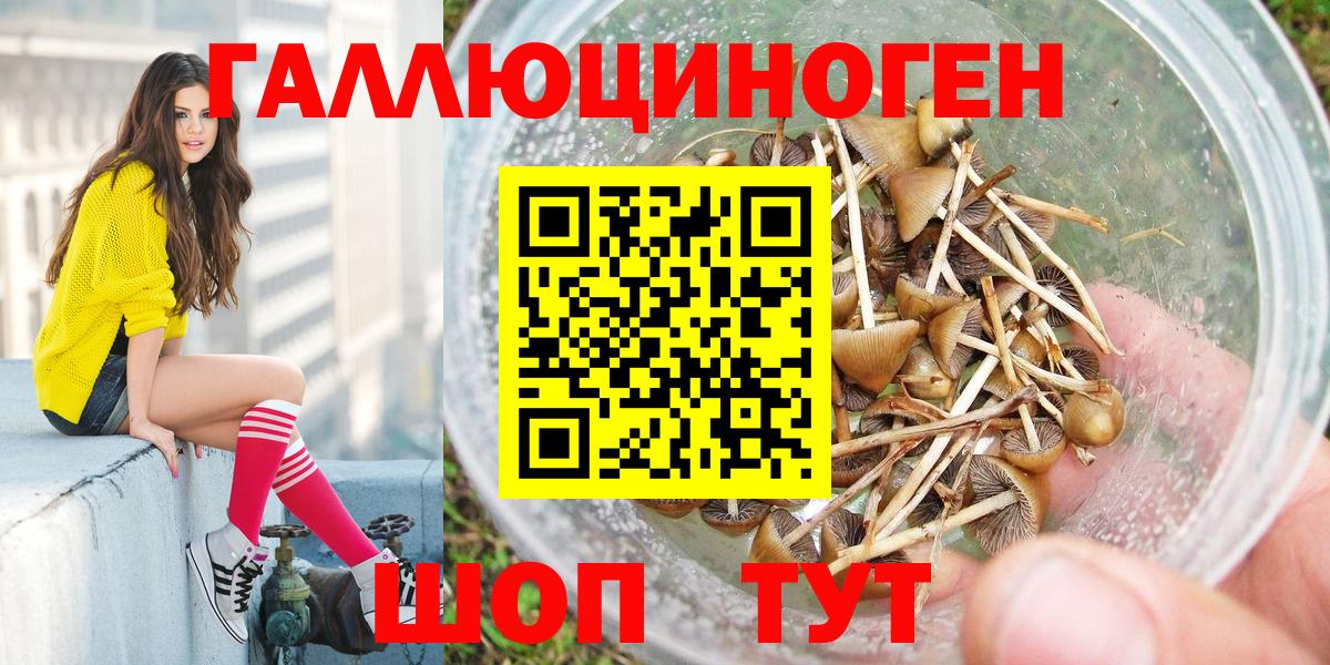 Галлюциногенные грибы Psilocybe Усинск
